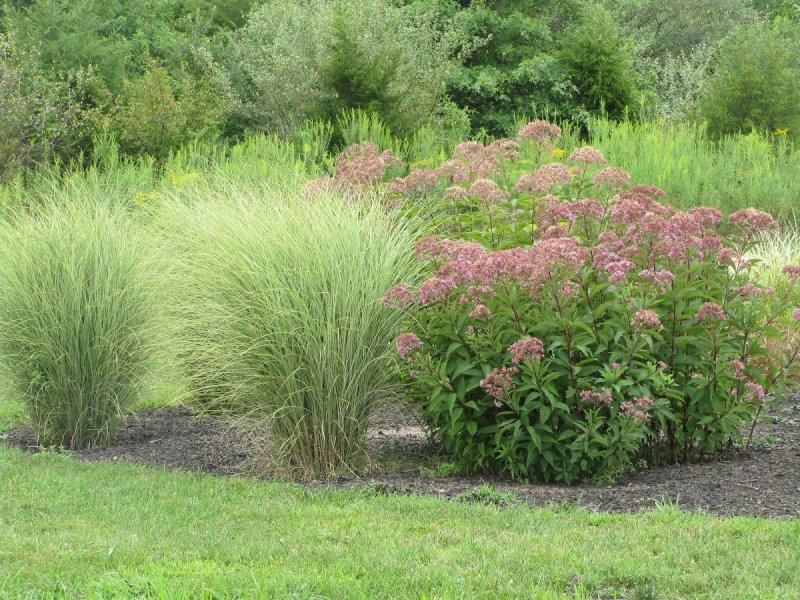 Eupatorium maculatum Gateway
