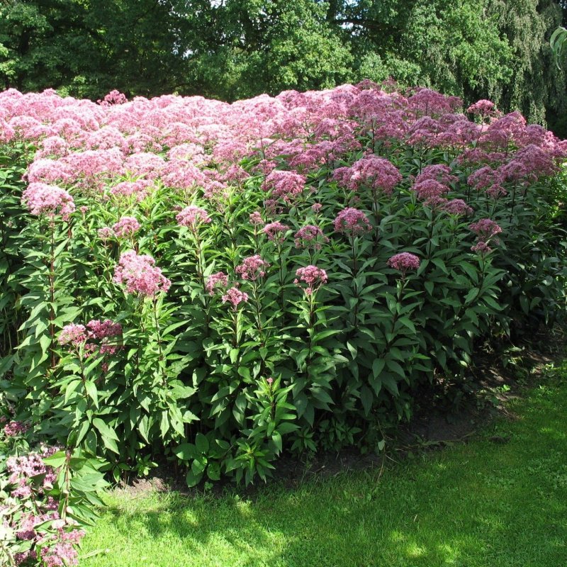 Посконник пятнистый (Eupatorium maculatum `Atropurpureum`)
