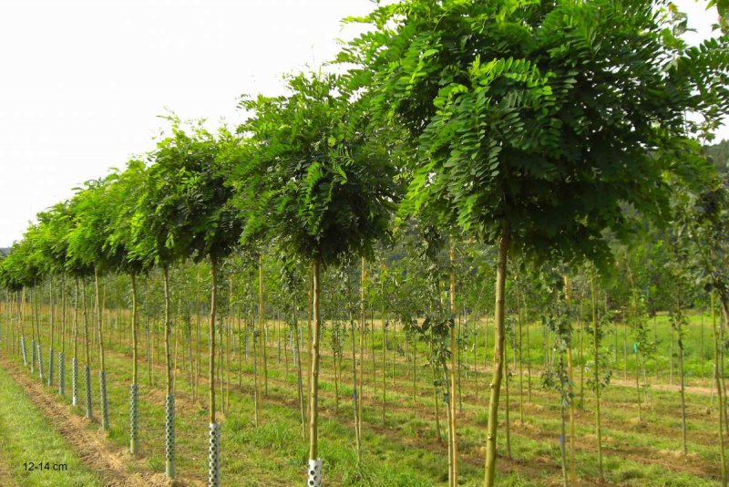 Акация (Робиния) Umbraculifera