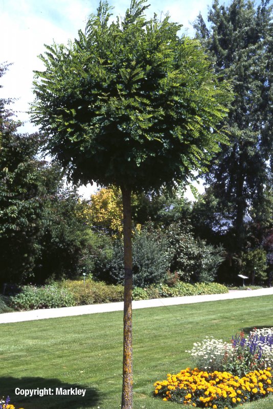 Робиния псевдоакация Umbraculifera