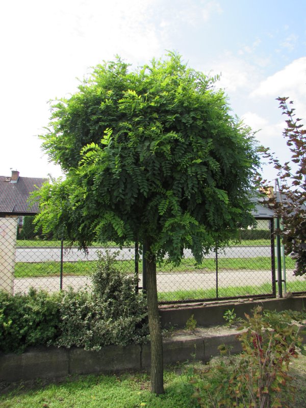 Акация (Робиния) Umbraculifera