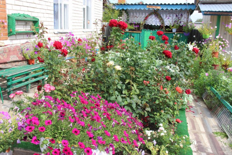 Кустовая роза в палисаднике