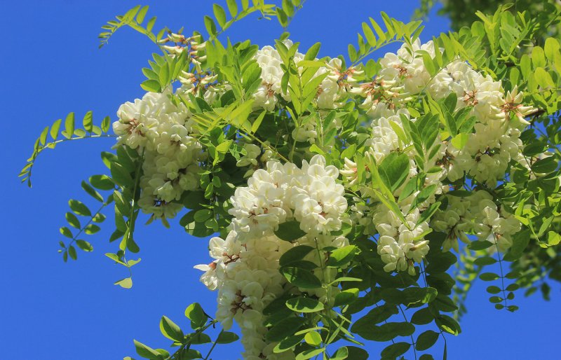 Акация белая, Робиния (Robinia pseudoacacia).