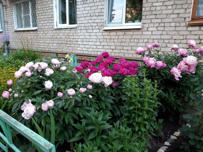 Бегония Садовая ампельная