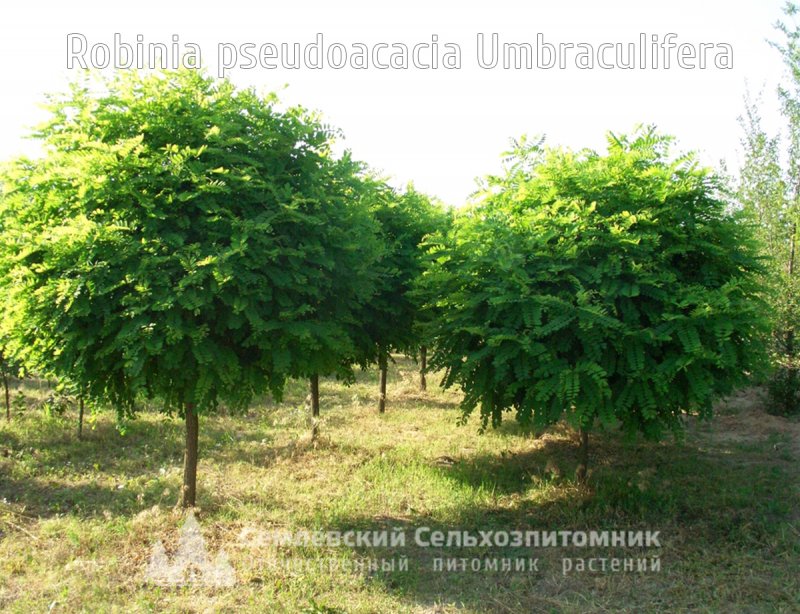 Робиния псевдоакация Умбракулифера