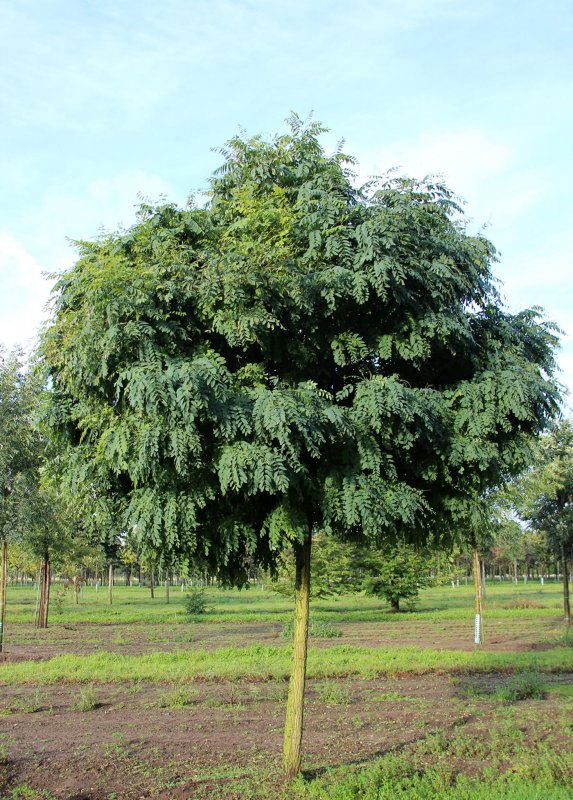 Robinia pseudoacacia Umbraculifera