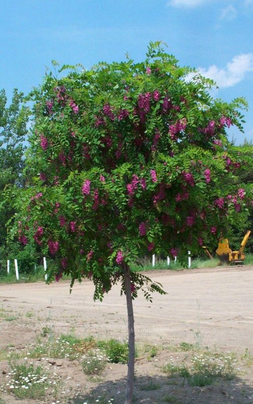Acacia-Robinia Purple Robe-Акация-Робиния Пурпл Роуб