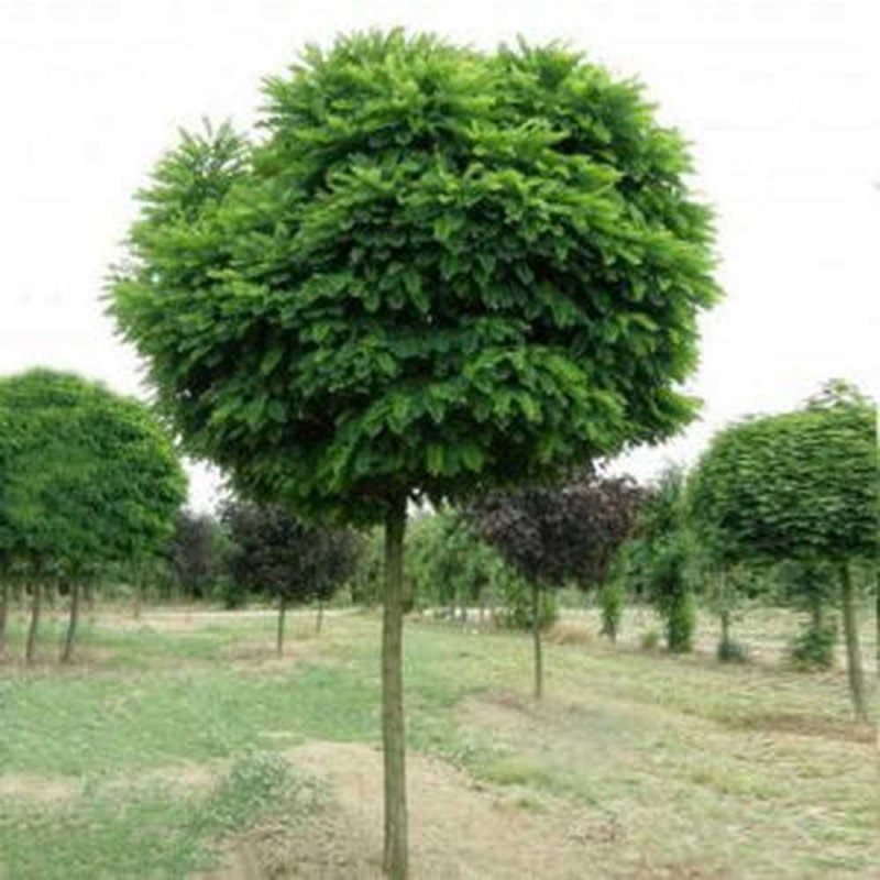 Акация шаровидная Robinia pseudoacacia Umbraculifera