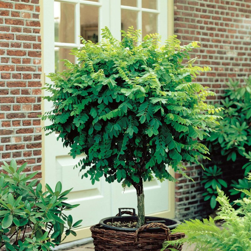 Robinia Umbraculifera штамб