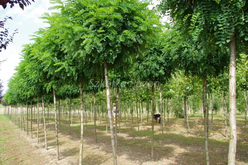 Robinia pseudoacacia Umbraculifera