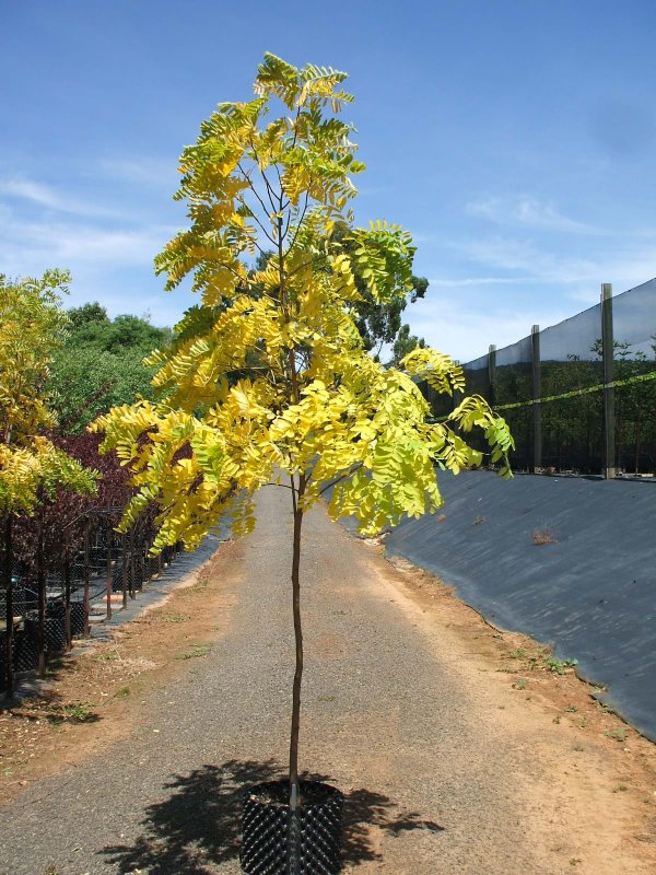 Robinia pseudoacacia Frisia