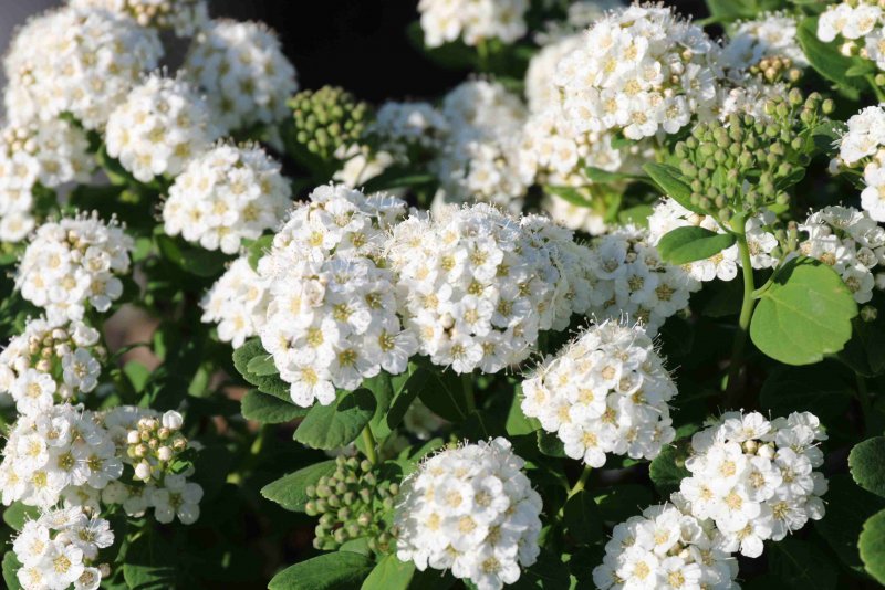 Спирея Грефшейм Живая изгородь