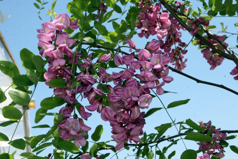 Робиния Purple Robe