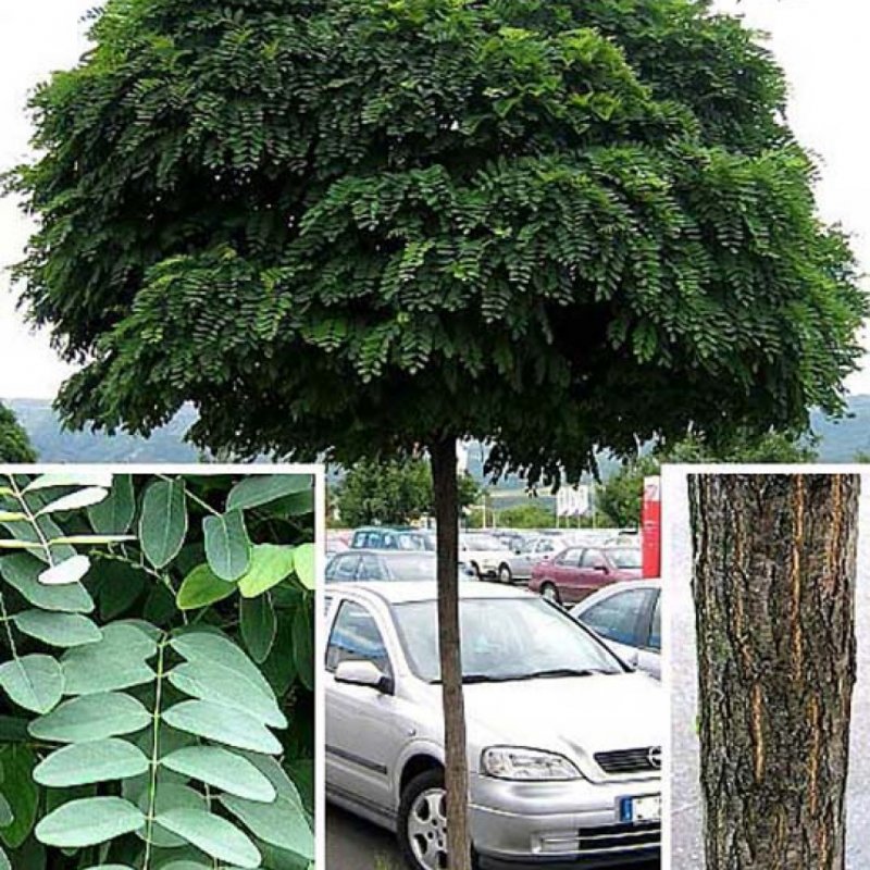 Акация (Робиния) Umbraculifera