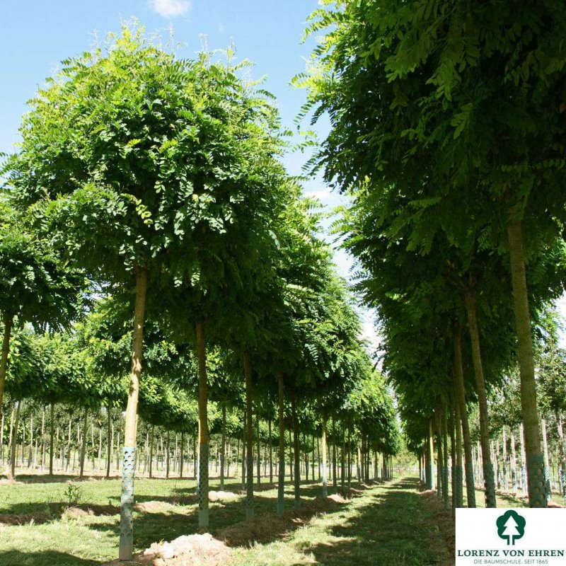 Робиния Лжеакация Umbraculifera