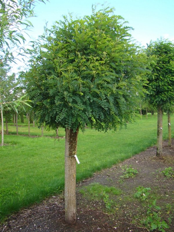 Акация (Робиния) Umbraculifera