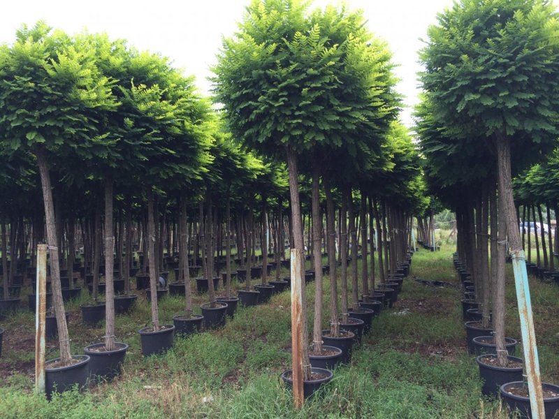 Робиния псевдоакация Umbraculifera