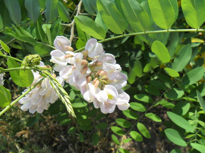 Акация (Робиния) Umbraculifera