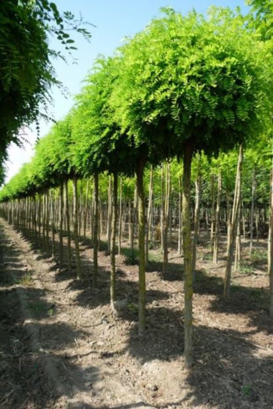 Акация (Робиния) Umbraculifera