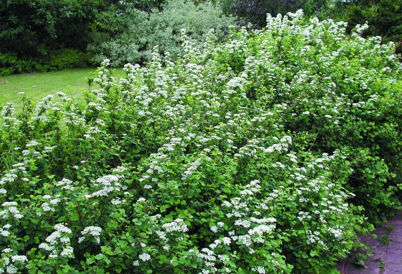 Спирея березолистная Spiraea betulifolia