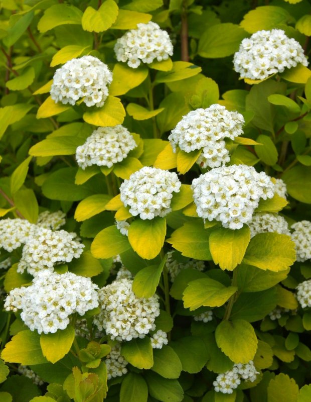 Spiraea betulifolia куст