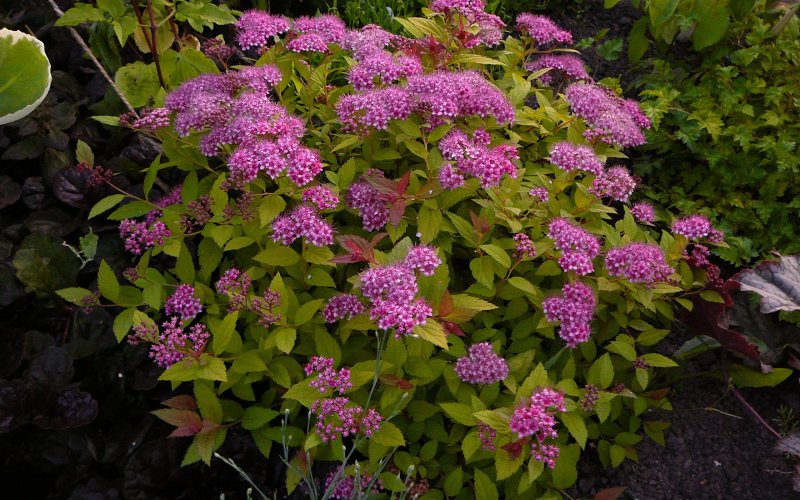 Спирея серая Spiraea x cinerea 'Grefsheim' зимой