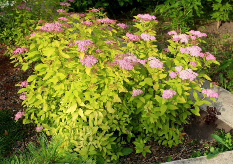 Спирея японская Spiraea japonica "Golden Princes"