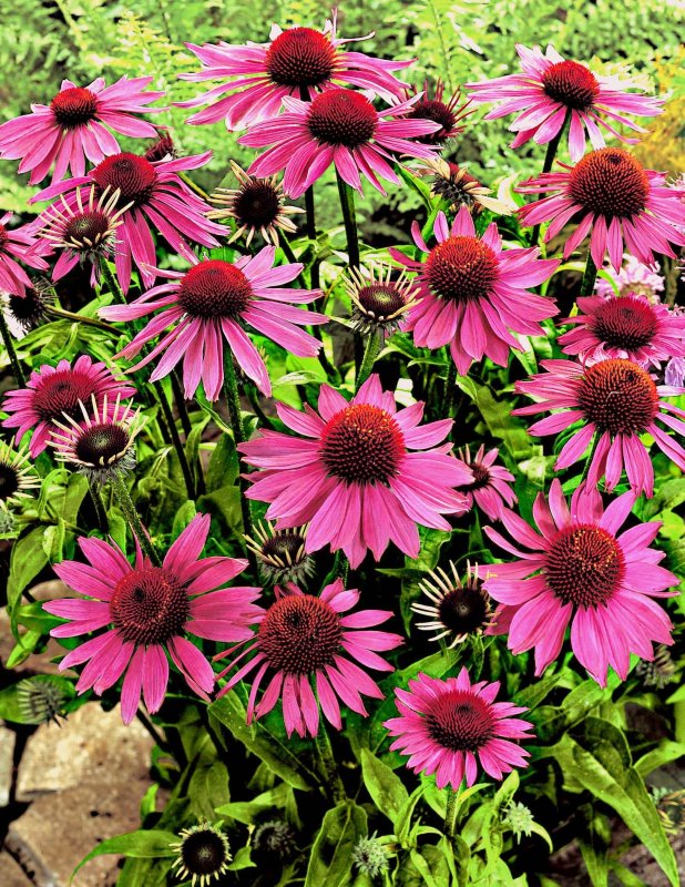 Эхинацея (Echinacea) purpurea