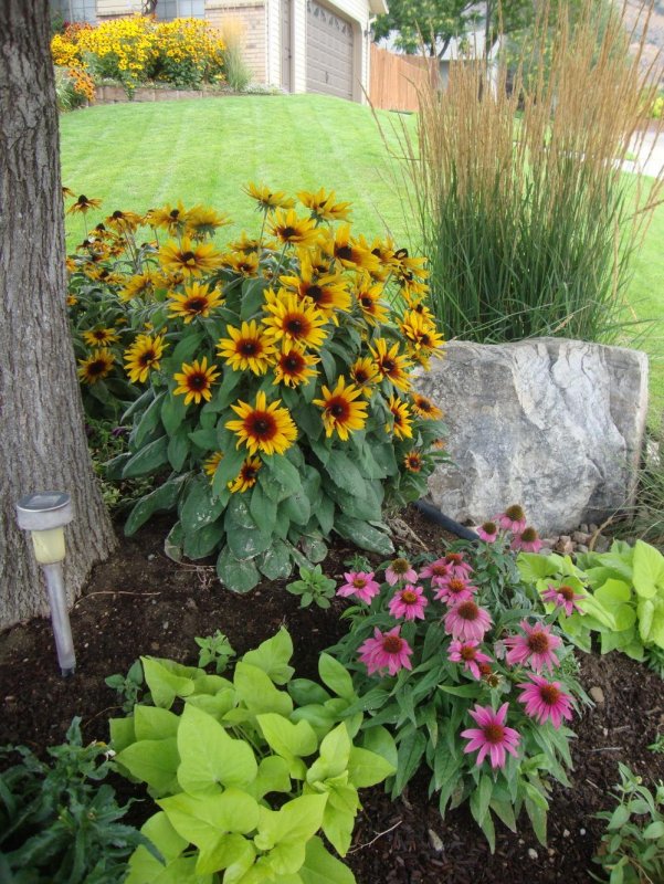 Эхинацея Echinacea prima Ginger