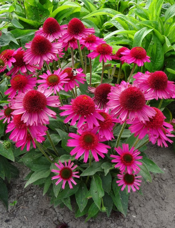 Эхинацея пурпурная (Echinacea purpurea)