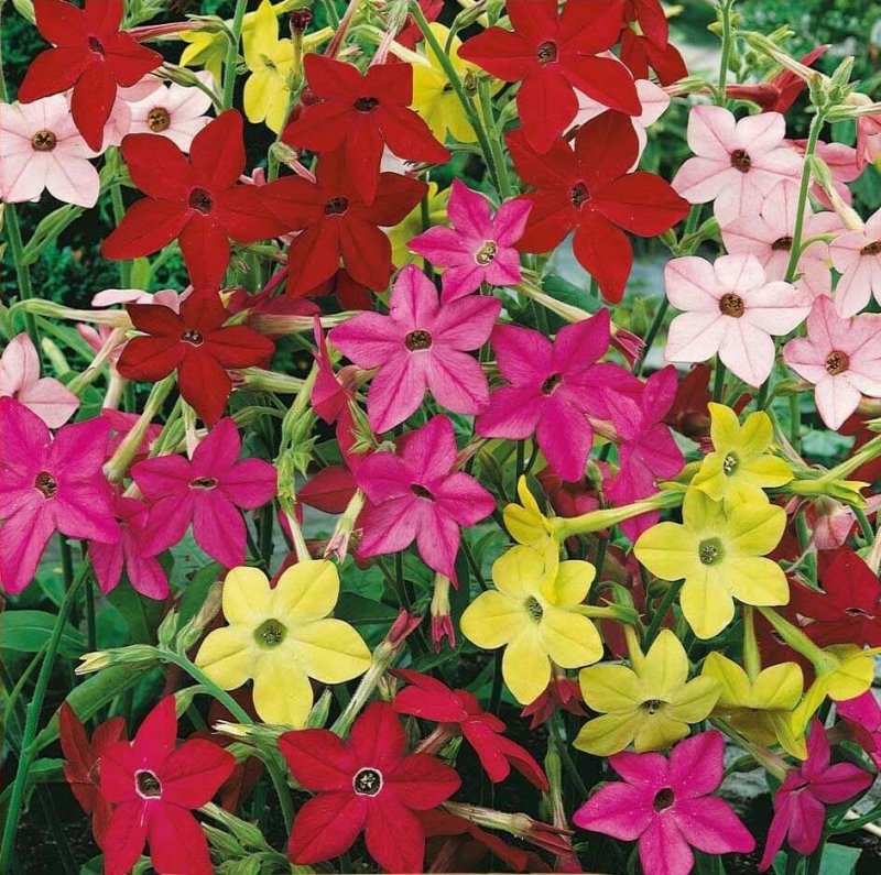 Табак душистый (Nicotiana alata)