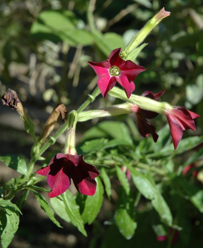 Табак душистый (Nicotiana alata)
