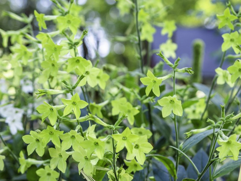 Табак крылатый (Nicotiana alata)