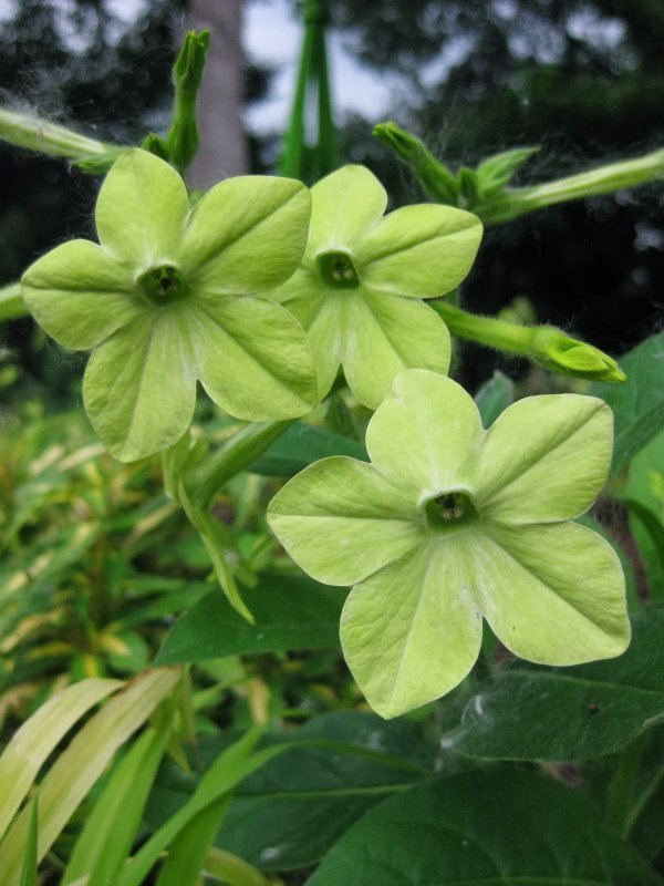 Табак крылатый (Nicotiana alata)