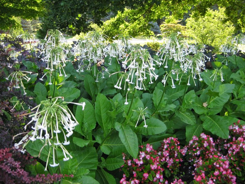 Табак крылатый (Nicotiana alata)