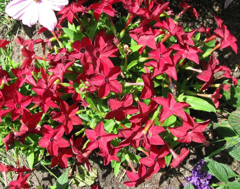 Табак крылатый f1 «Куба ред» (Nicotiana alata f1 Cuba «Red»)