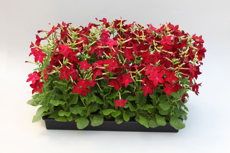 Табак душистый (Nicotiana alata)