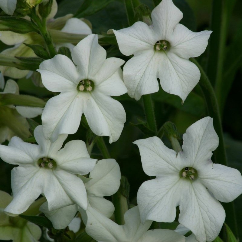 Табак душистый (Nicotiana alata)