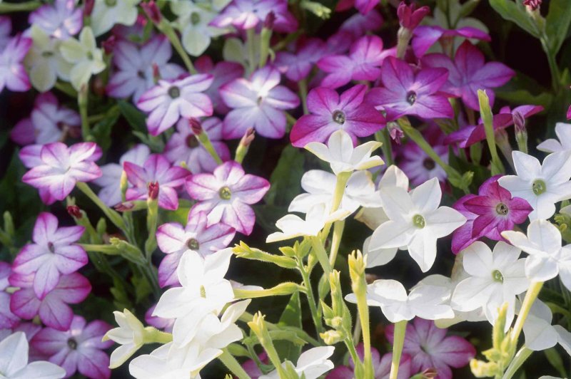 Табак крылатый Саратога Purple bicolor,