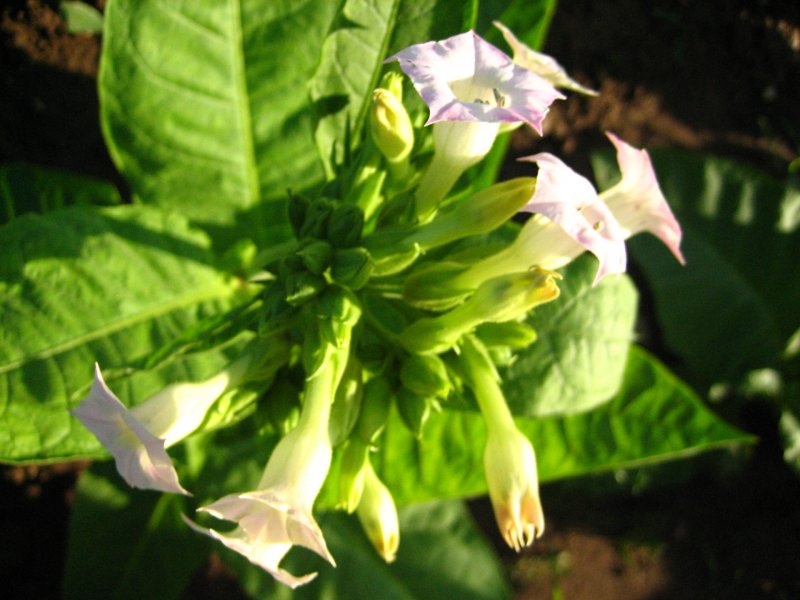 Табак крылатый (Nicotiana alata)