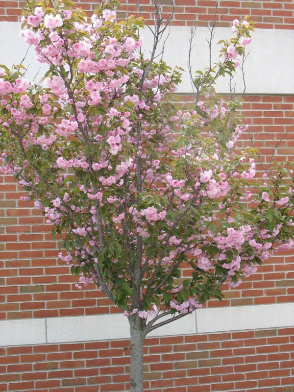 Вишня мелкопильчатая Amanogawa