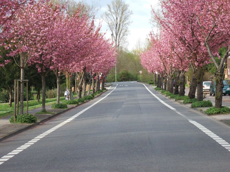 Prunus nigra Kanzan