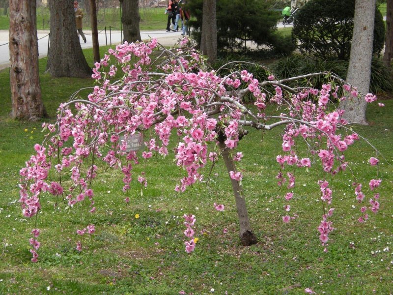 Copac Ciresul Japonez красивые