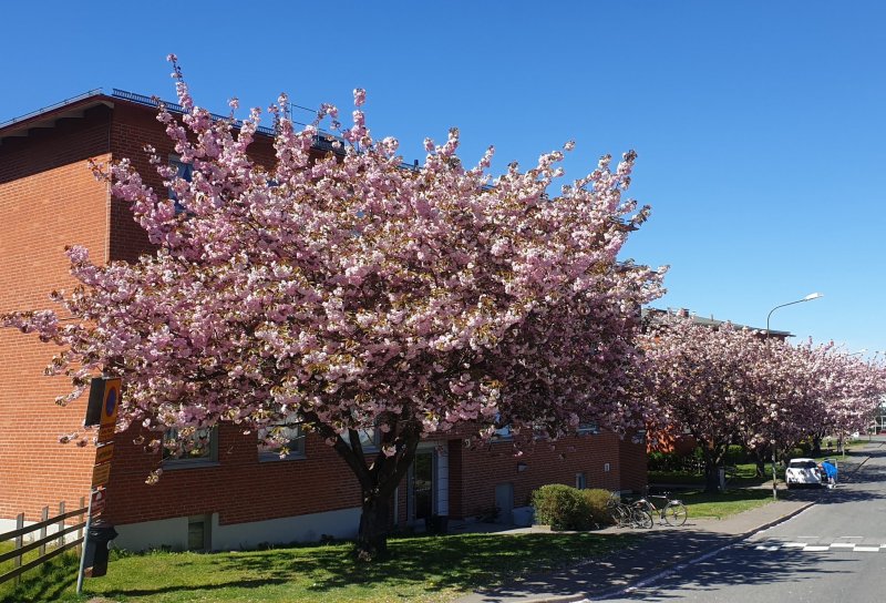 Prunus serrulata (вишня мелкопильчатая)