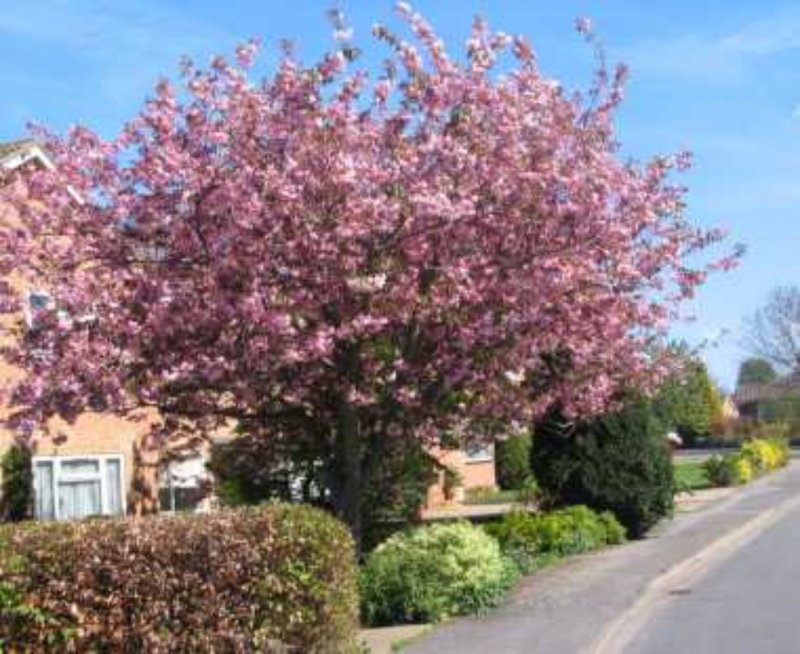 Prunus serrulata Kanzan осенью