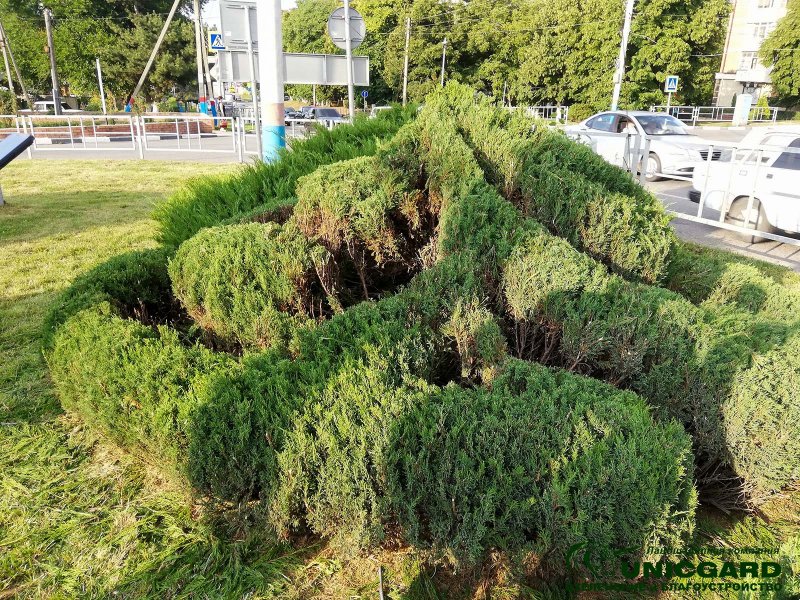 Топиар можжевельник казацкий