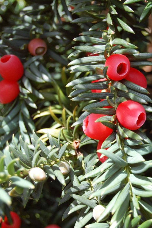 Тисс ягодный (Taxus baccata