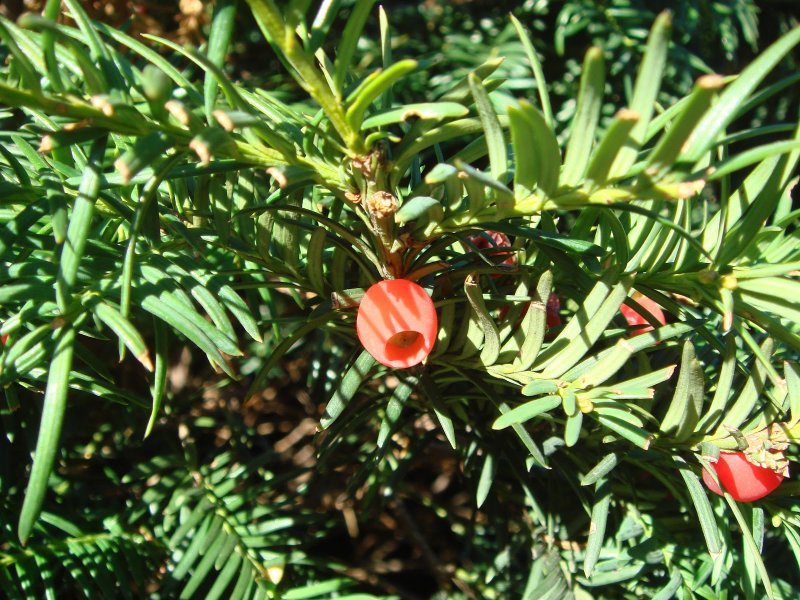 Тисс Taxus baccata Ball