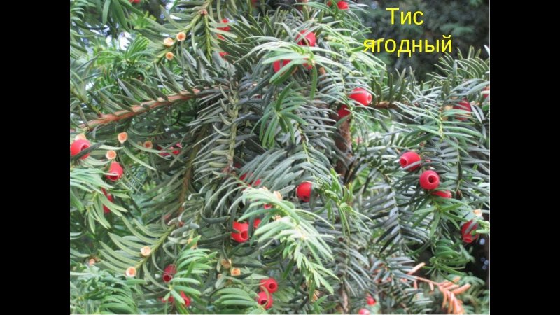 Голосеменные растения тис ягодный