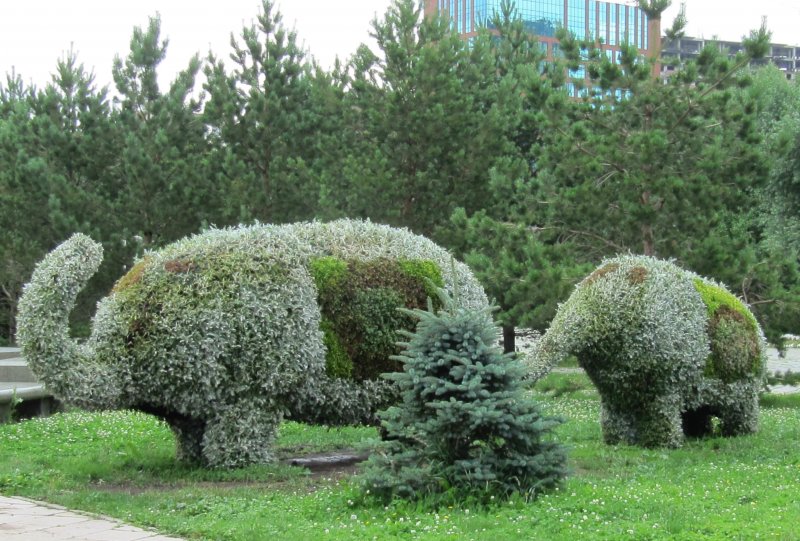Туя Брабант подстрижка